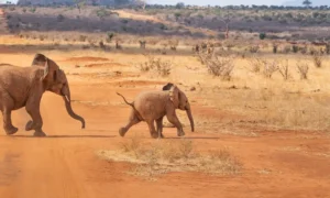 Afrika di Persimpangan Jalan: Antara Peluang dan Tantangan di Tengah Lanskap Global yang Berubah