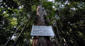 Hutan Adat: Benteng Terakhir Keberlanjutan Lingkungan dan Hak Masyarakat Hukum Adat