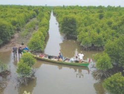Kementerian Lingkungan Hidup Luncurkan Program Rehabilitasi Hutan Mangrove: Upaya Ambisius Selamatkan Ekosistem Pesisir Indonesia