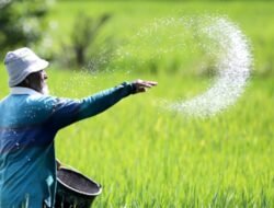 Kenaikan Harga Pupuk Disikapi dengan Subsidi Langsung ke Petani: Solusi Jangka Pendek atau Investasi Jangka Panjang?