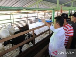 Pemerintah Gandeng Generasi Muda: Kredit Khusus untuk Peternak Milenial Bangkitkan Sektor Peternakan