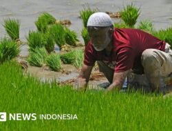 Pemerintah Larang Sementara Ekspor Beras: Mengamankan Lumbung Pangan di Tengah Ketidakpastian Global