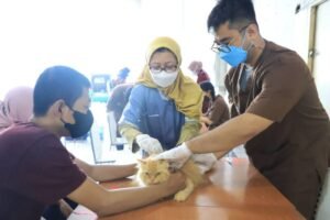 Program Vaksinasi Rabies Gratis Diluncurkan Secara Nasional: Langkah Krusial Menuju Indonesia Bebas Rabies