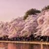 Panduan Berwisata Ke Jepang Saat Musim Semi Sambil Menikmati Bunga Sakura Gugur