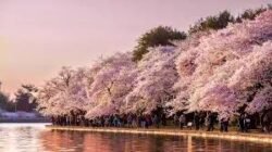 Panduan Berwisata Ke Jepang Saat Musim Semi Sambil Menikmati Bunga Sakura Gugur