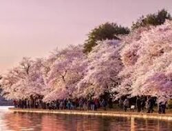 Panduan Berwisata Ke Jepang Saat Musim Semi Sambil Menikmati Bunga Sakura Gugur