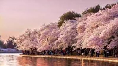 Panduan Berwisata Ke Jepang Saat Musim Semi Sambil Menikmati Bunga Sakura Gugur